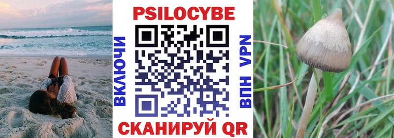 где купить   Ногинск  Псилоцибиновые грибы мицелий 